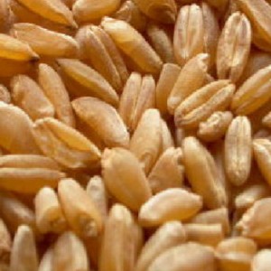 DURUM WHEAT