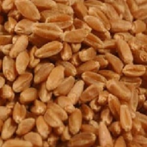 RED HARD WINTER WHEAT