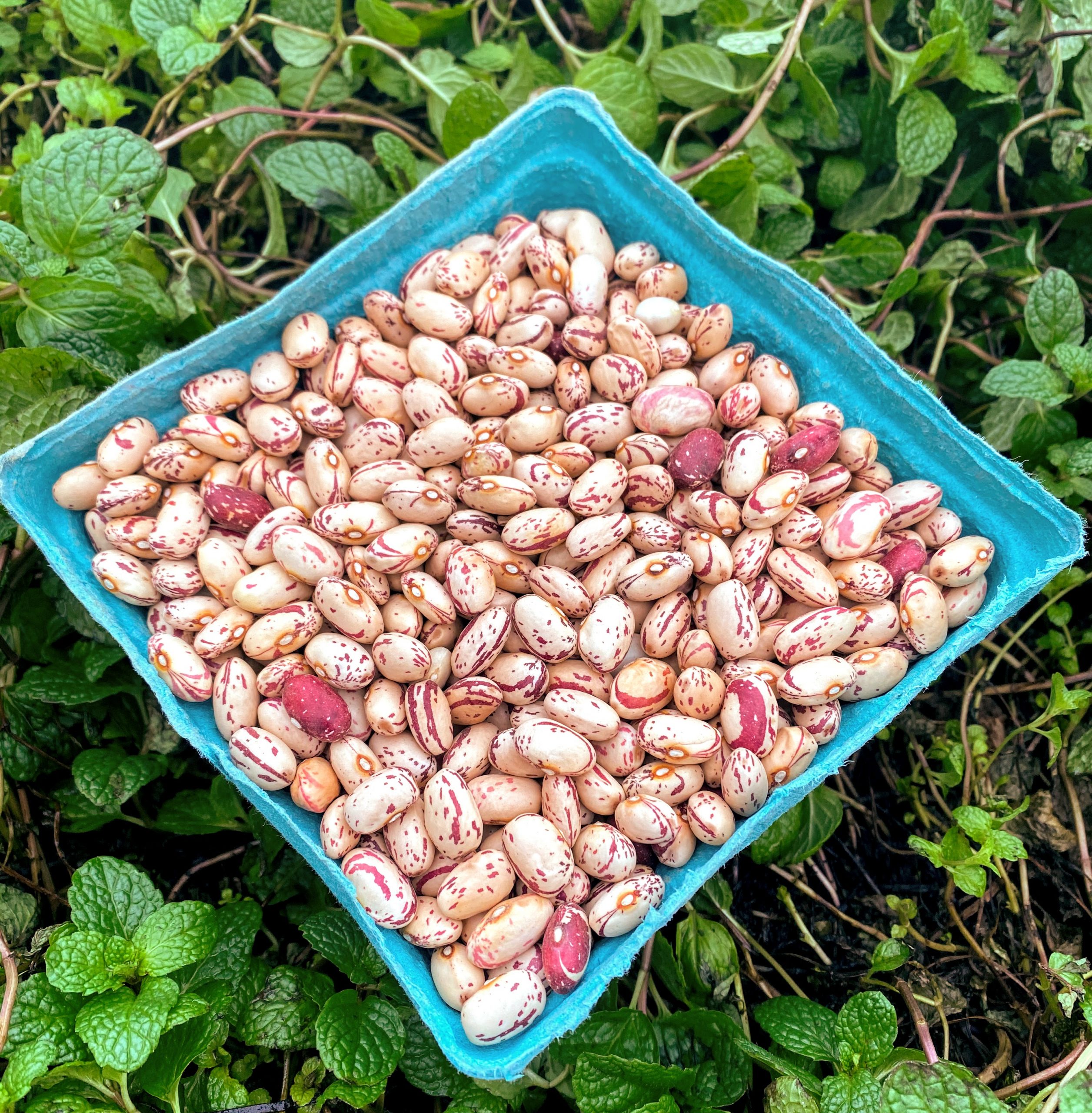 Cranberry Beans