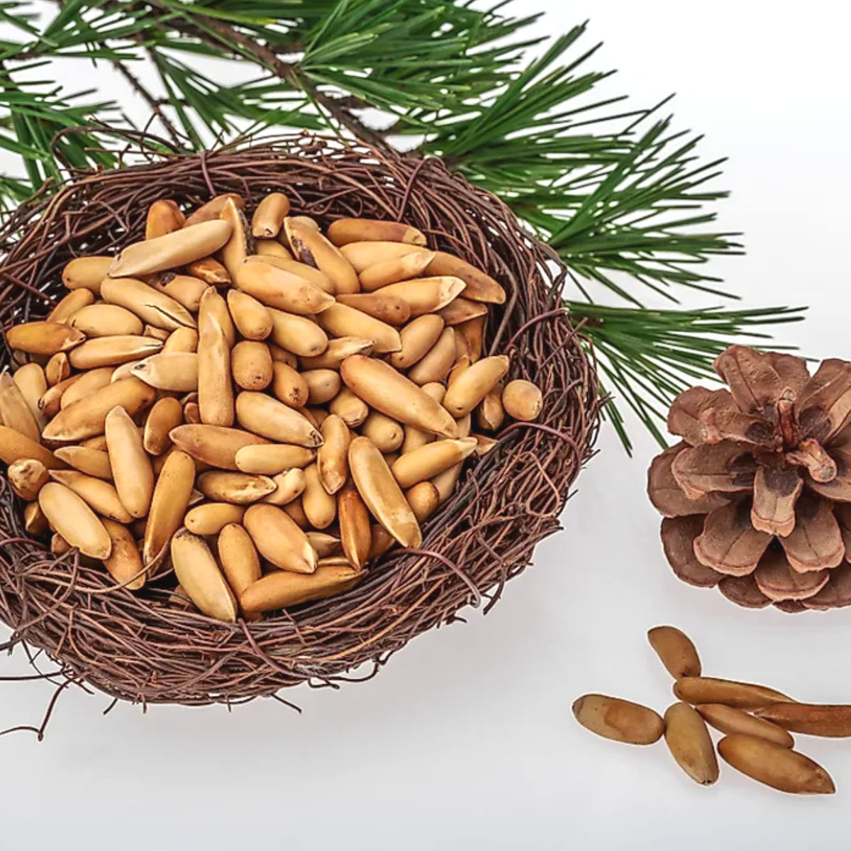 Pine Nuts
