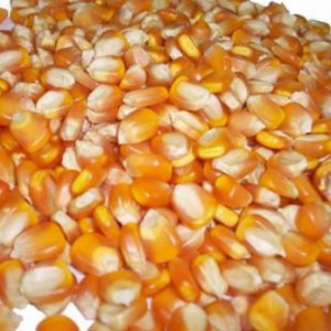 Yellow Corn