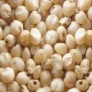 YELLOW SORGHUM