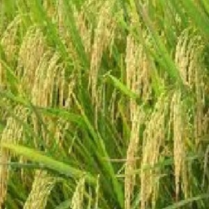BASMATI RICE FROM PAKISTANI